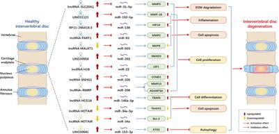 Interactions Among lncRNA/circRNA, miRNA, and mRNA in Musculoskeletal Degenerative Diseases